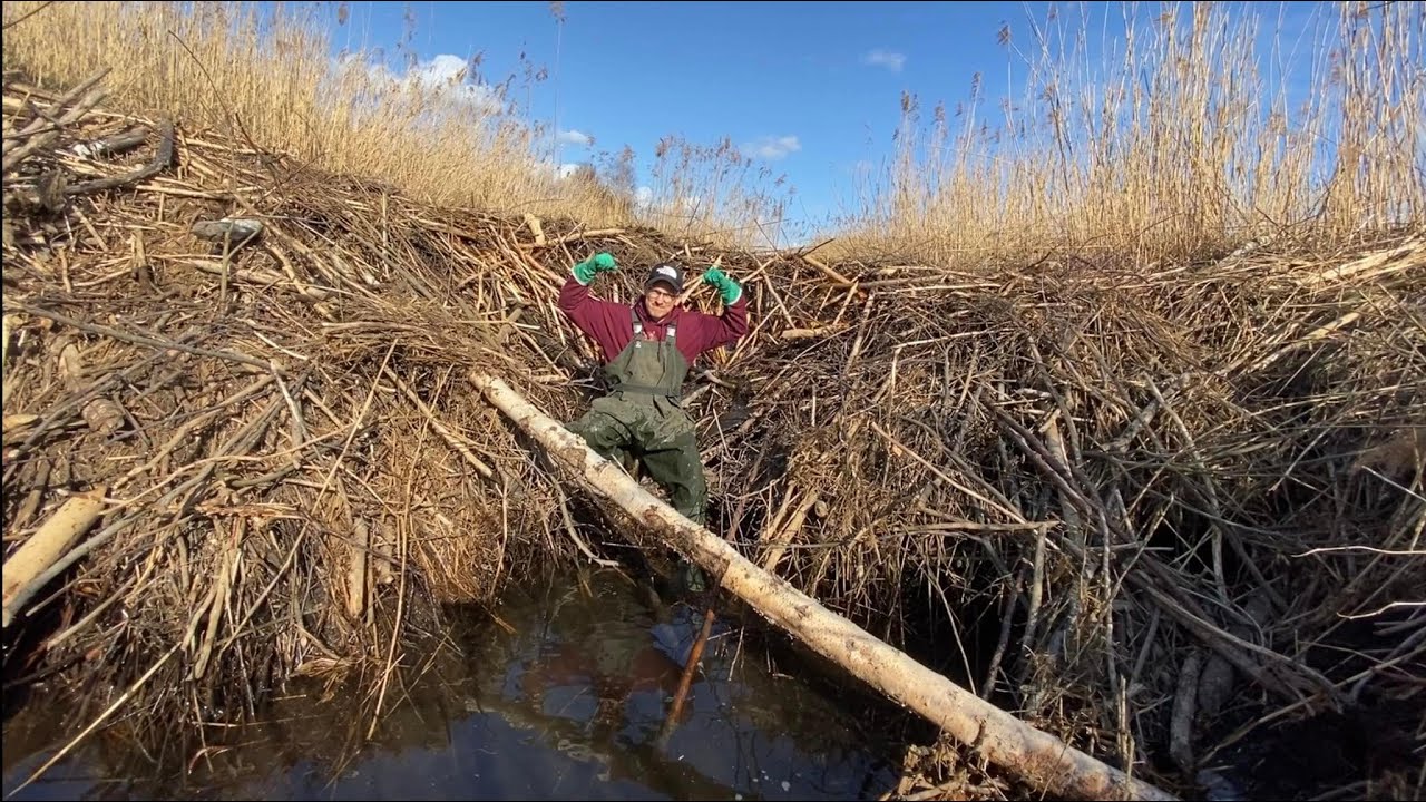 Beaver Dam Removal || It could end BADLY! Collapse!