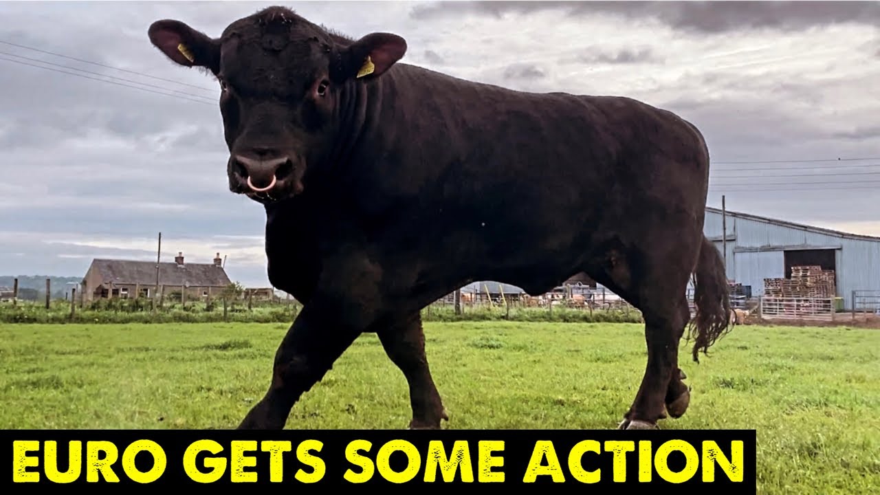 Bull Let Loose | Bought A Wild Cow #CRAWFORDSFARM #273