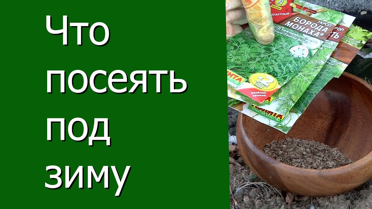 Что посеять под зиму