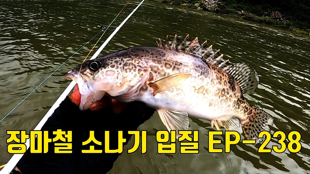 장마철 은신처에 박힌 쏘가리 탐색 EP-238