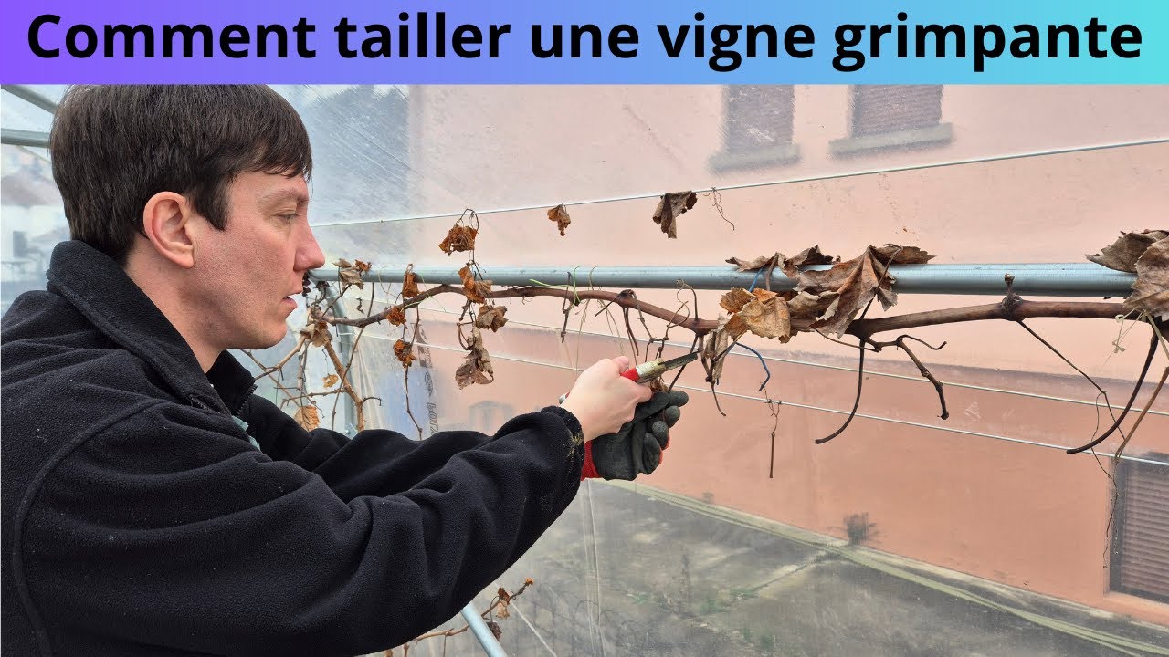 Comment tailler une vigne grimpante