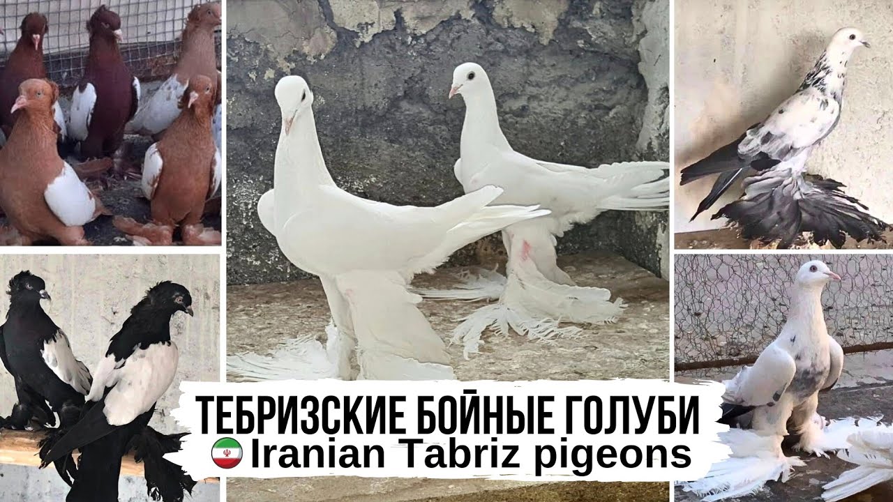 И всё-таки они Бойные! Тебризские голуби, Иран | Iranian Tabriz pigeons |  کبوترهای تبریز
