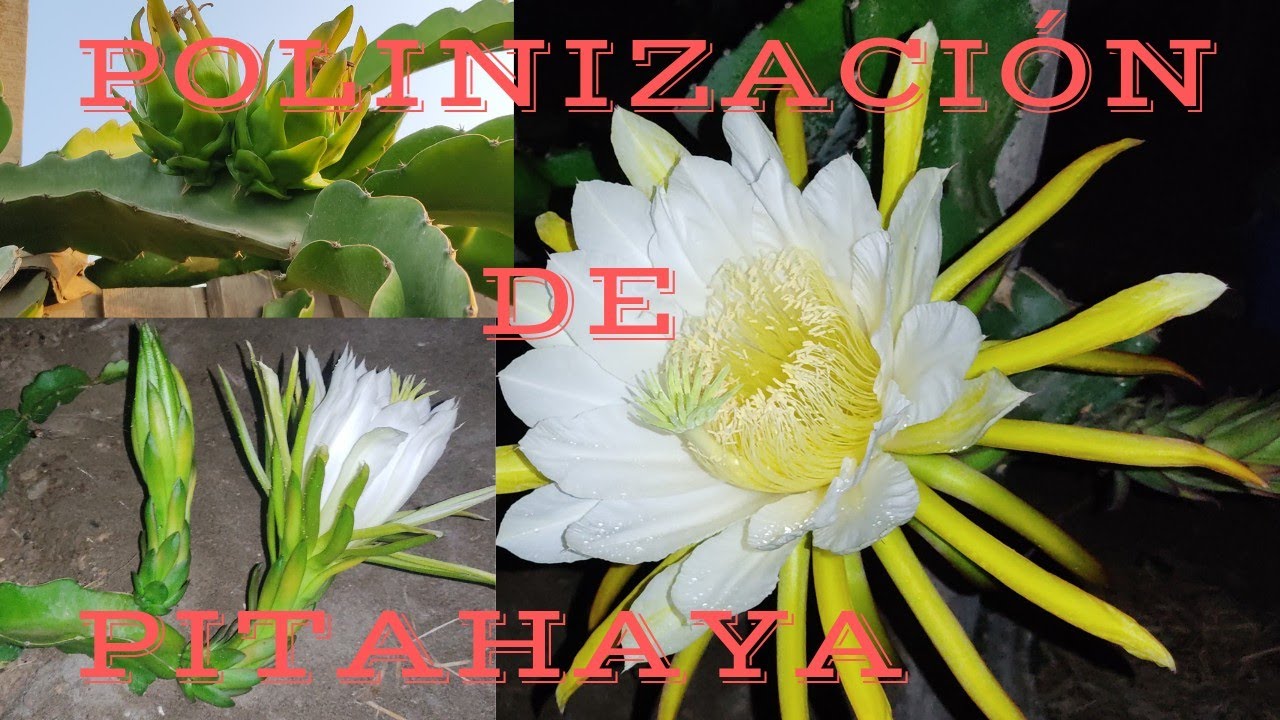 Cómo realizar la polinizacion de PITAHAYA 🤔 POLINIZACION CRUSADA 💚...Que hacer si no tengo polen? 😱