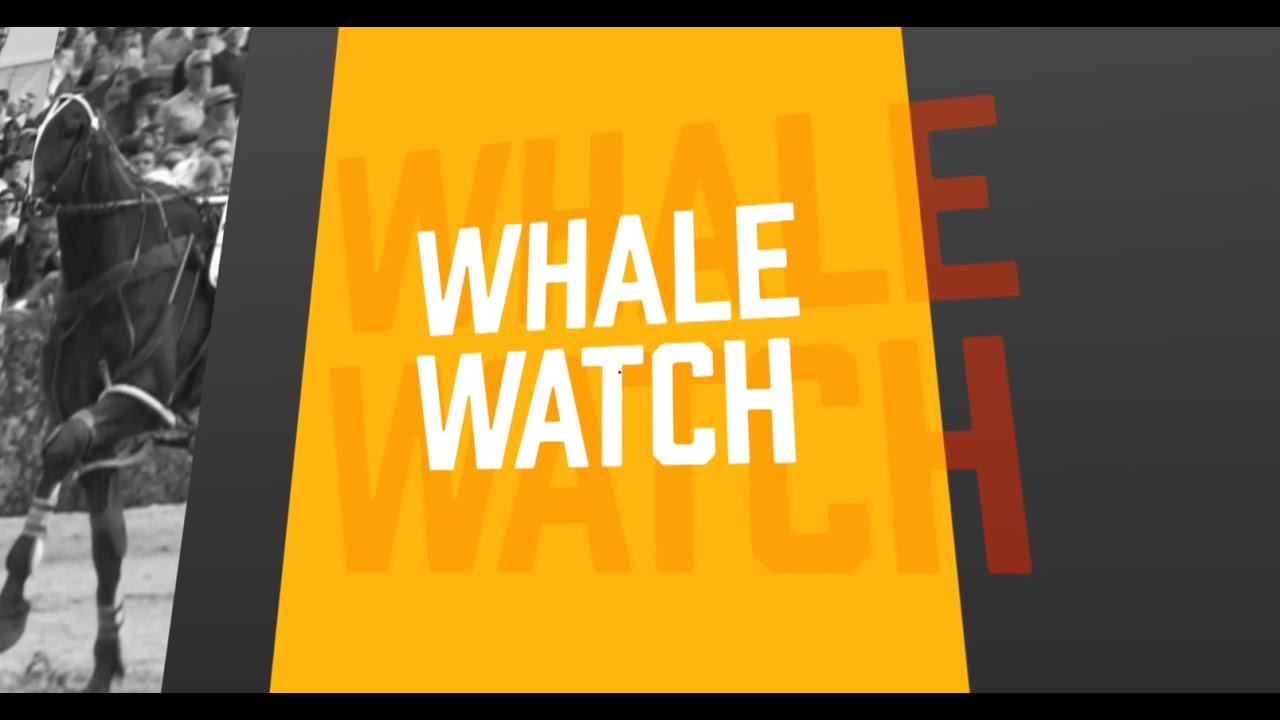 Whale Watch - Addington, January 23