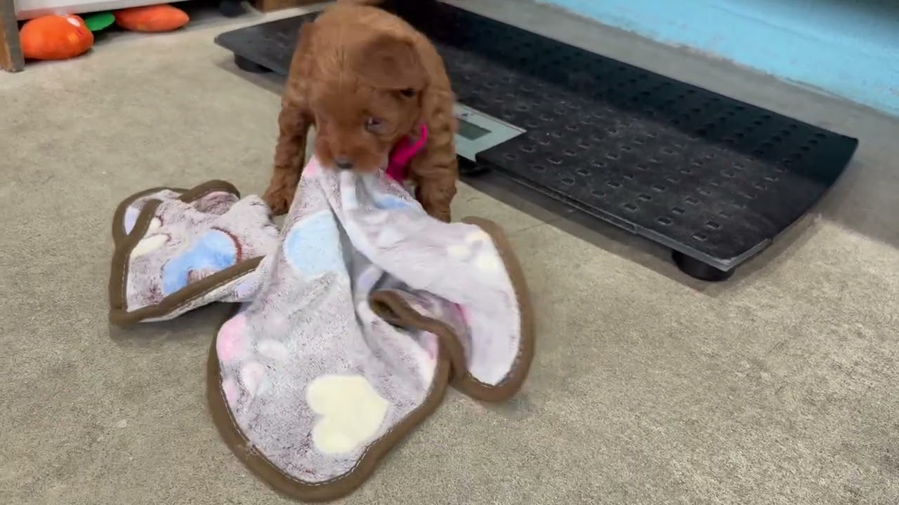 Trooper puppies six weeks old