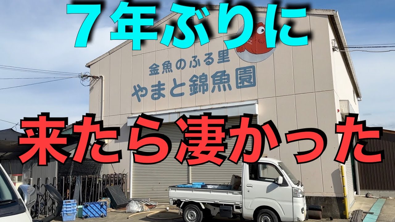 今回は久しぶりに、金魚のふる里大和錦魚園にお邪魔しました😄