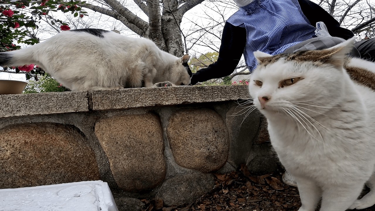 猫の日　親友のぶち猫アニキ君がやってきて賑やかになった雰囲気を感じたスマイル君がようやく猫ちぐらから出てきた