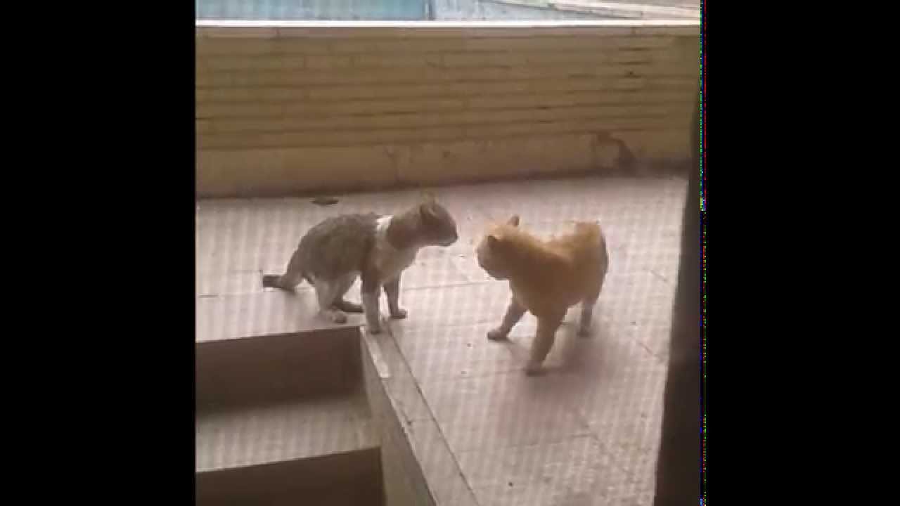 Cat Fight