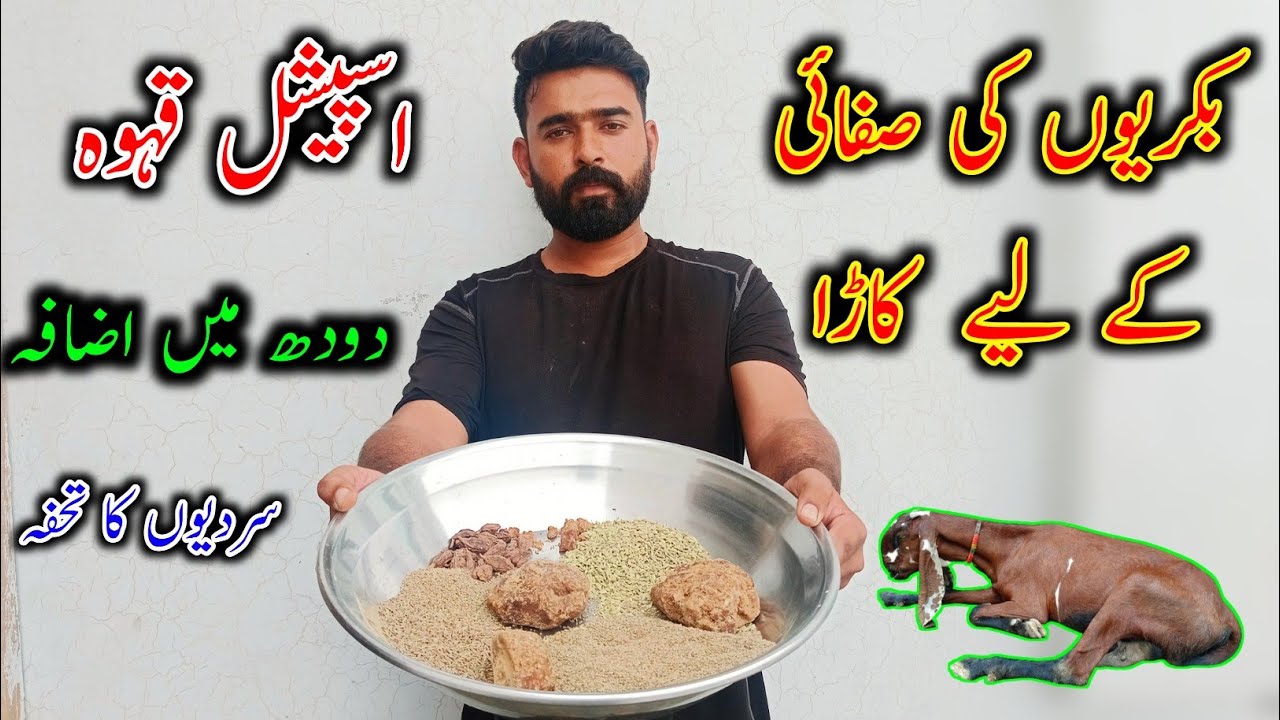 How To Care Goats After Delivery - Bkryon Ki Sfayi Ka Kaara - Goat Wanda