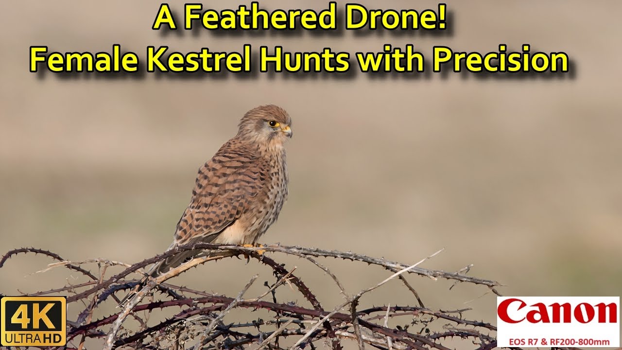 A Feathered Drone! Female Kestrel Hunts with Precision