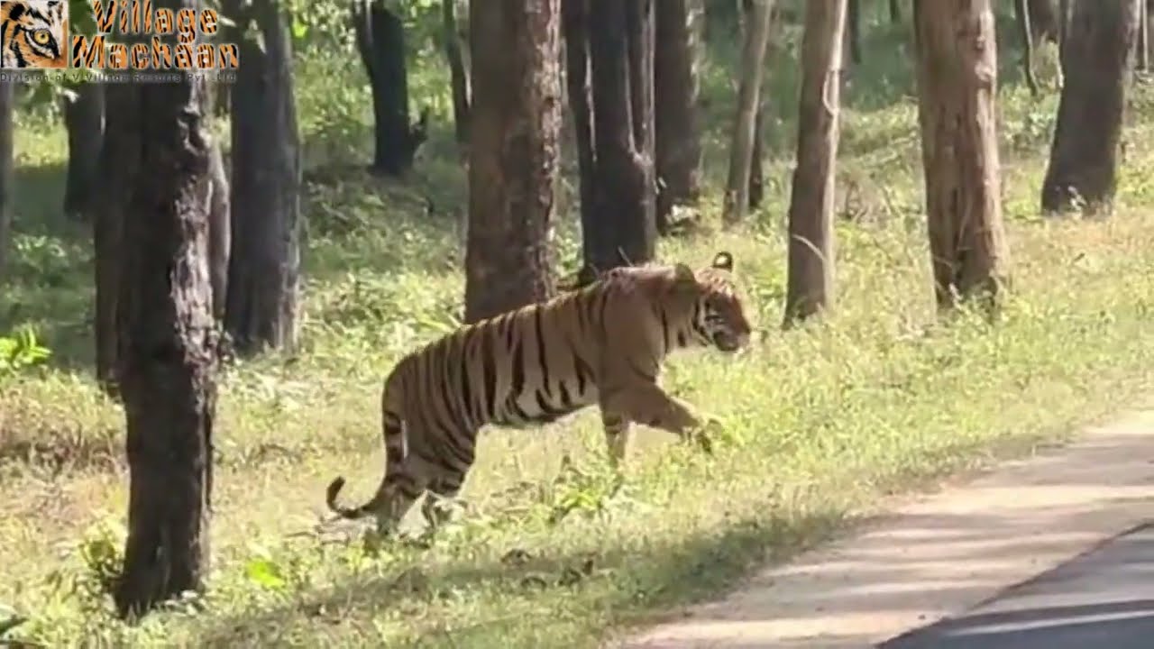 Delightful Tiger Sighting at Turia Gate in Pench National Park | Pench Jungle Safari Booking