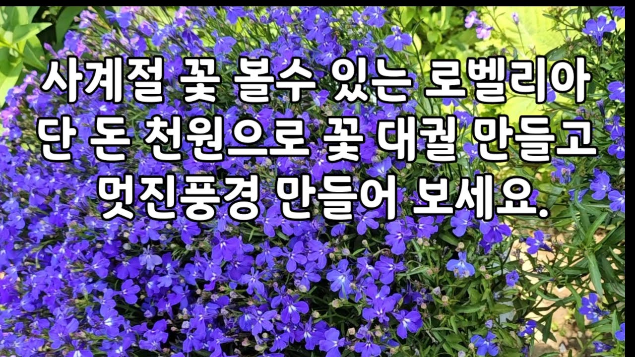 #로벨리아 Lobelia 천원의 행복 관리도 쉽고 사계절 멋지게 즐겨요.
