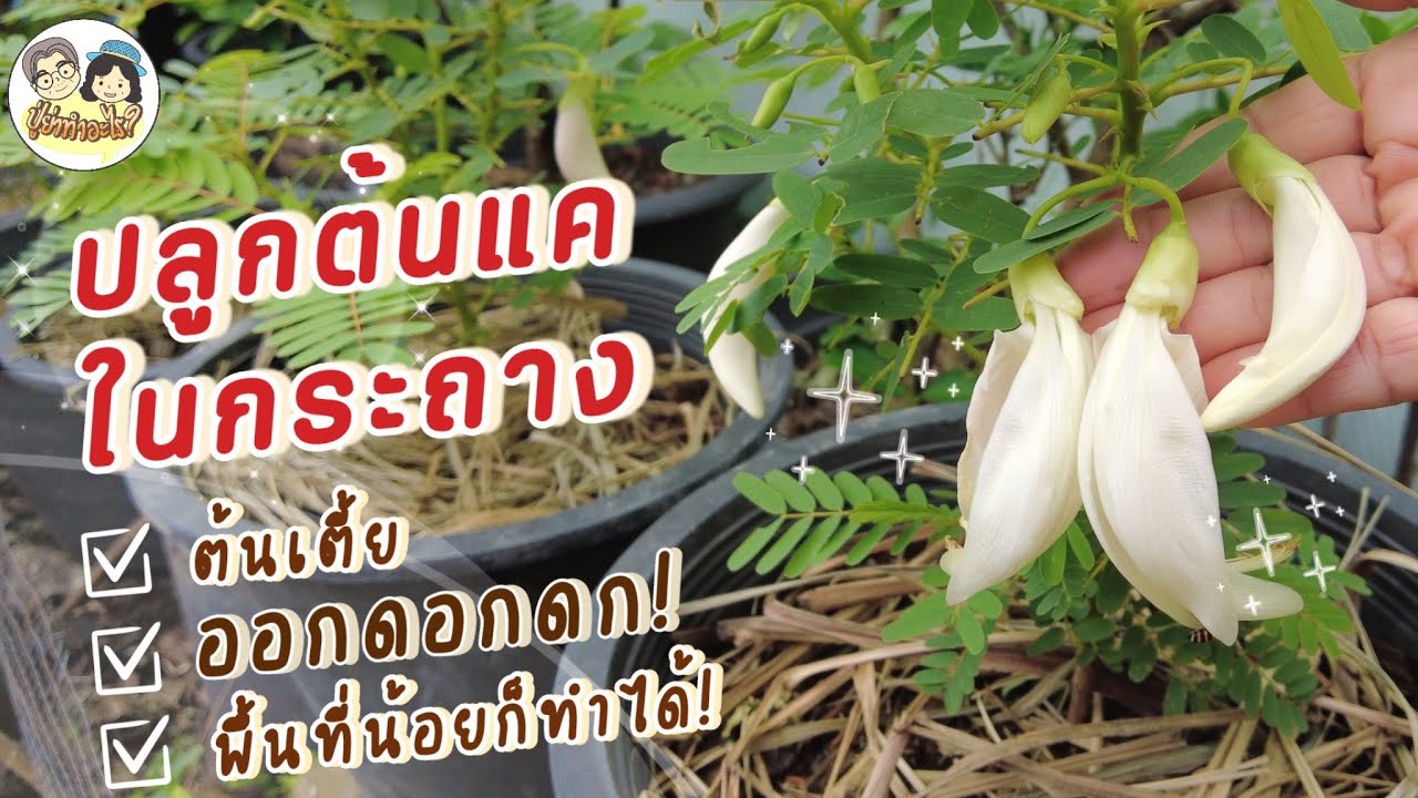 ปลูกต้นแคในกระถาง ให้ต้นเตี้ย ออกดอกดก! พื้นที่น้อยก็ทำได้! | ย่าปลูกอะไร EP30