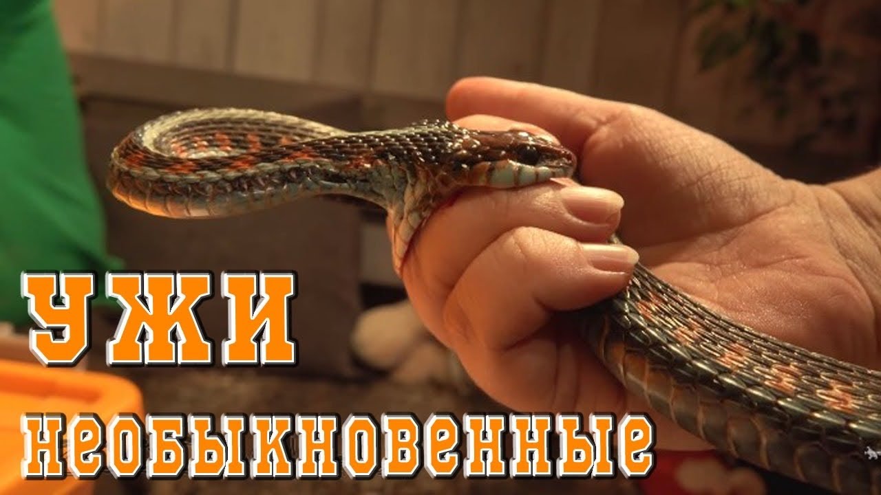 Ужи не обыкновенные, а подвязочные.