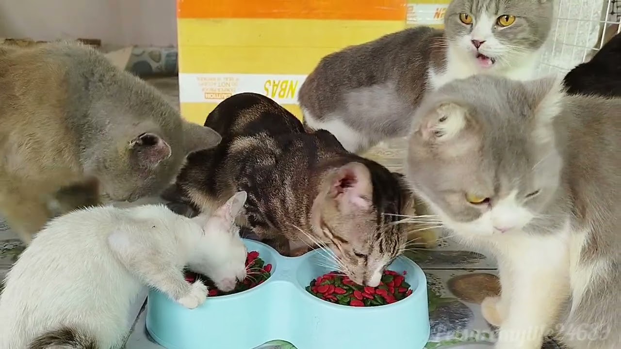 The Whole Cat Family Enjoying An Early Breakfast Together