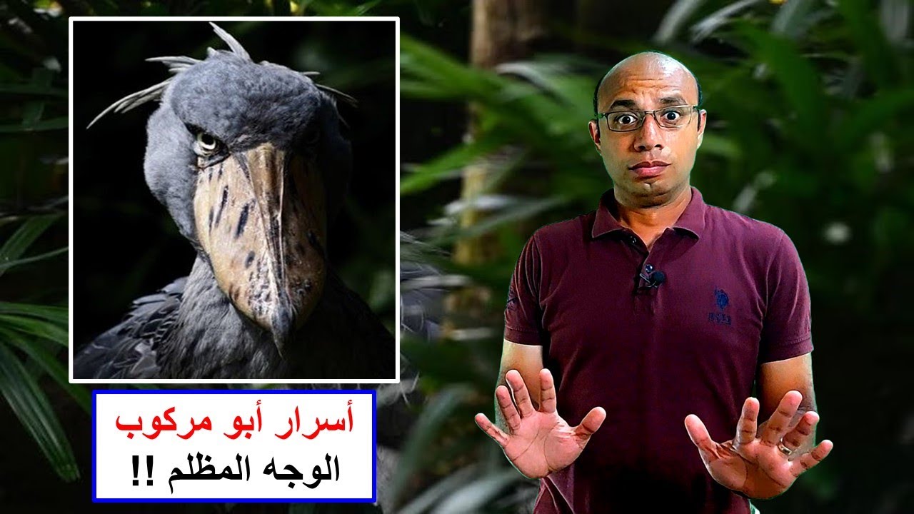 Shoebill bird | أسرار طائر أبو مركوب
