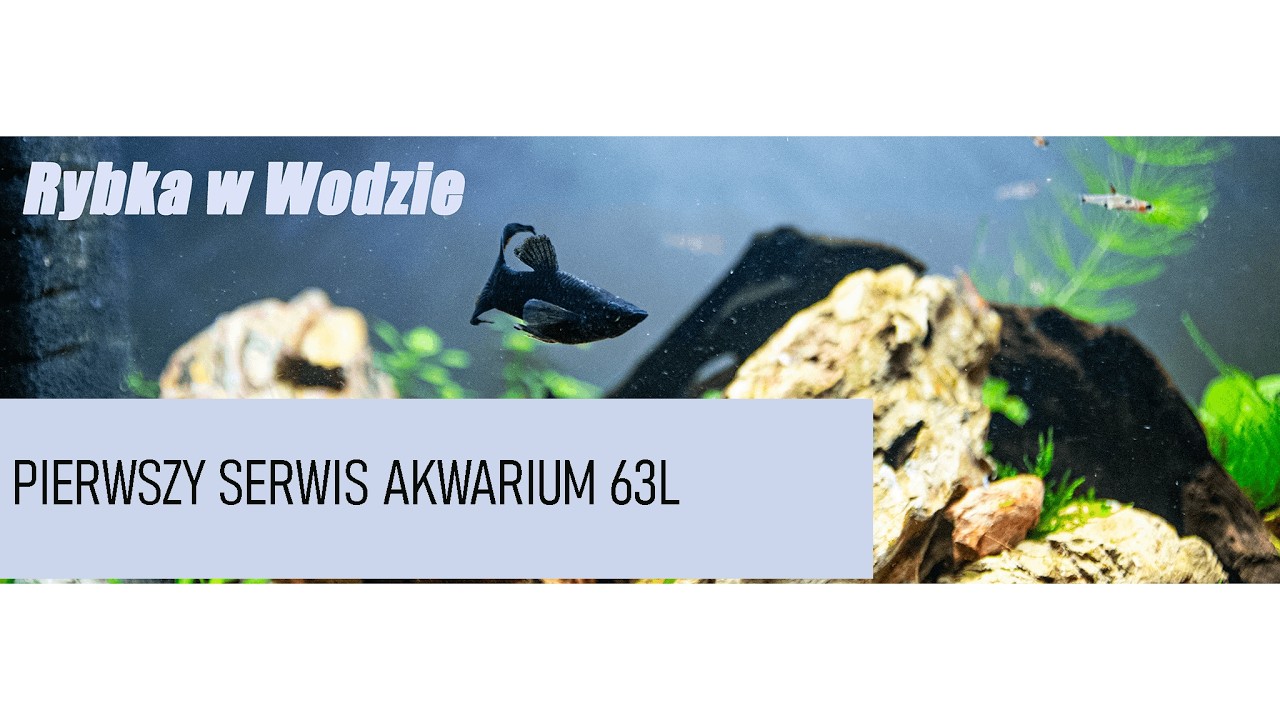 Pierwszy serwis akwarium 63l.