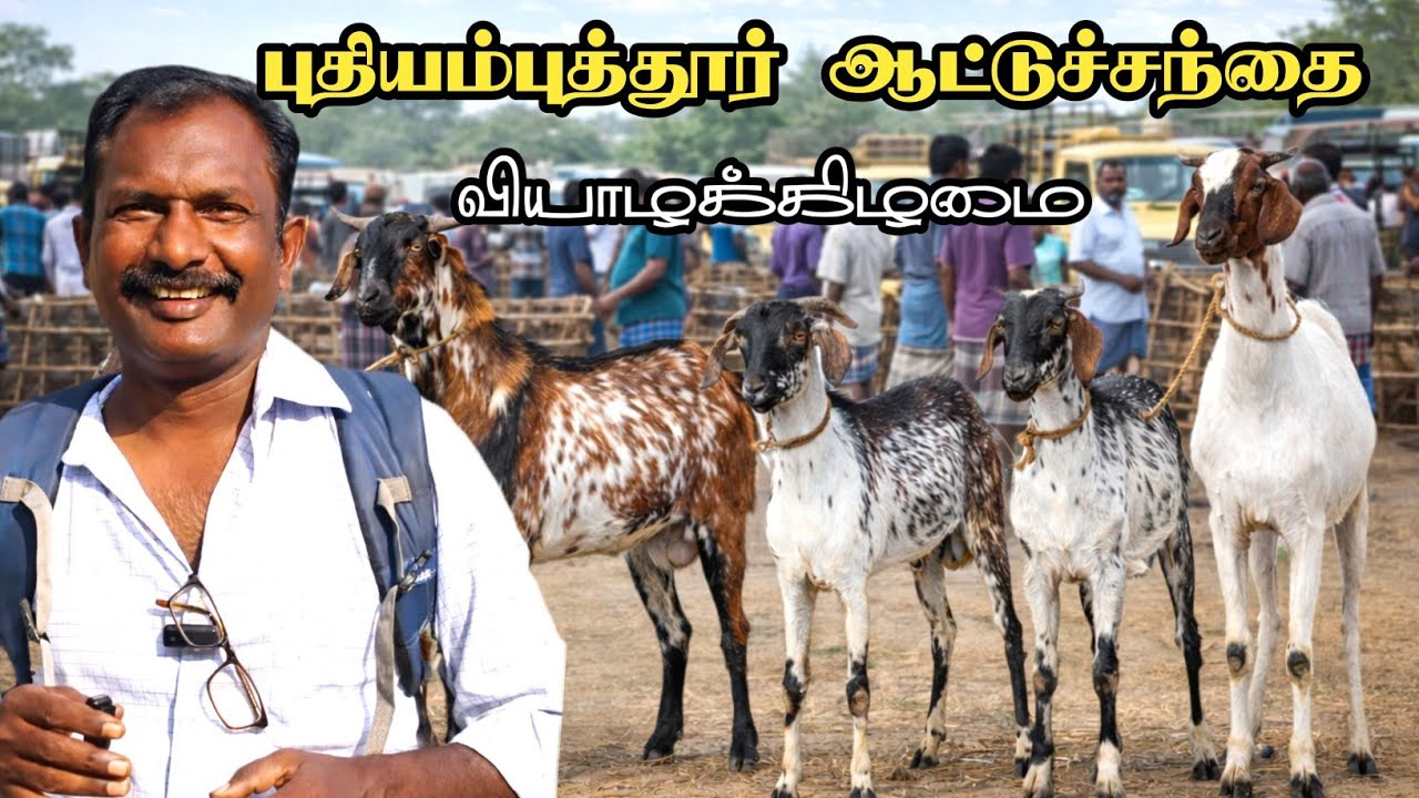 5-3-2026/ புதியம்புத்தூர் ஆட்டுச் சந்தை தூத்துக்குடி மாவட்டம் 