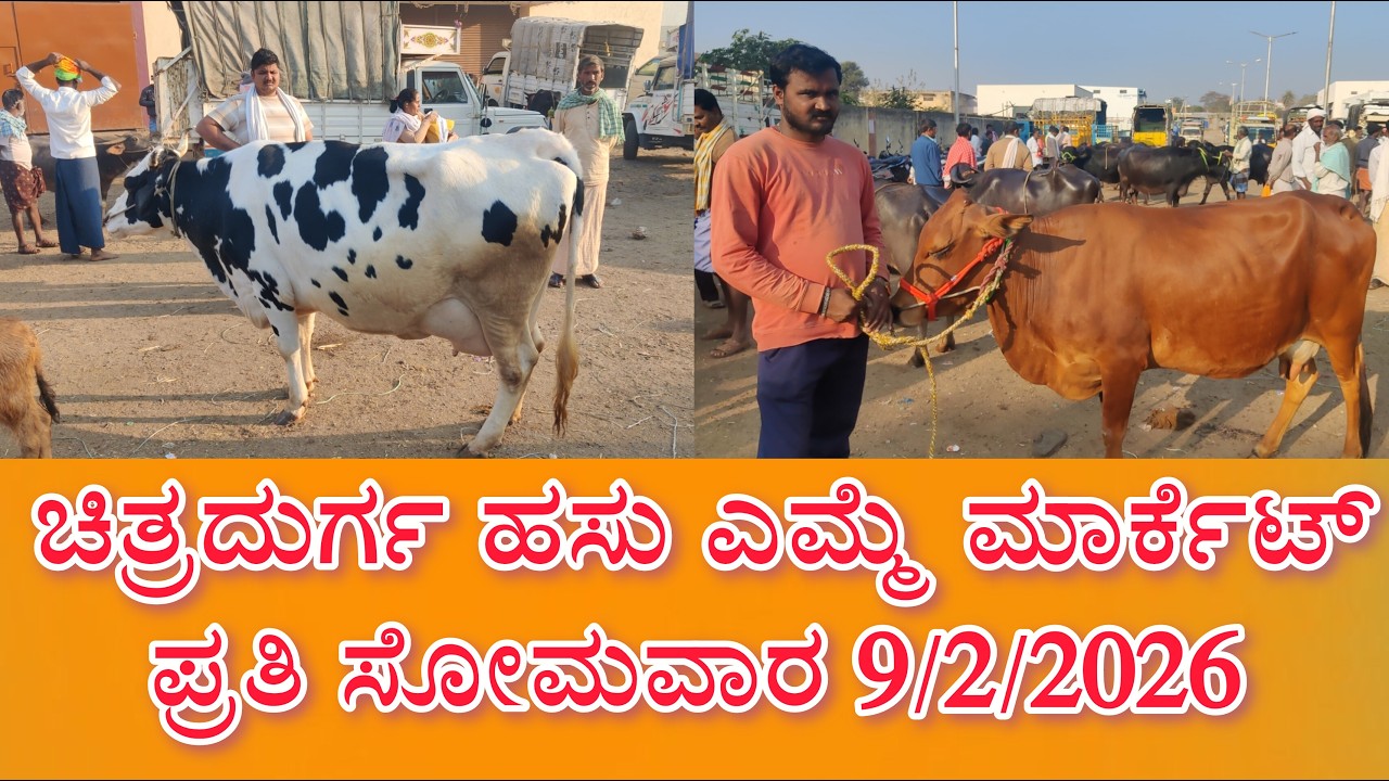 ಚಿತ್ರದುರ್ಗ ಹಸು ಎಮ್ಮೆ ಮಾರ್ಕೆಟ್ ಪ್ರತಿ ಸೋಮವಾರ 9/2/2026 Chitradurga Cow and Buffalo Market every Monday