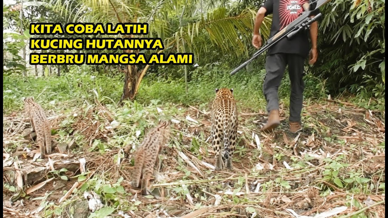 Cara Melatih Kucing Hutan Supaya Nurut/Ngikutin Ketika Dibawa Berbru Di Alam