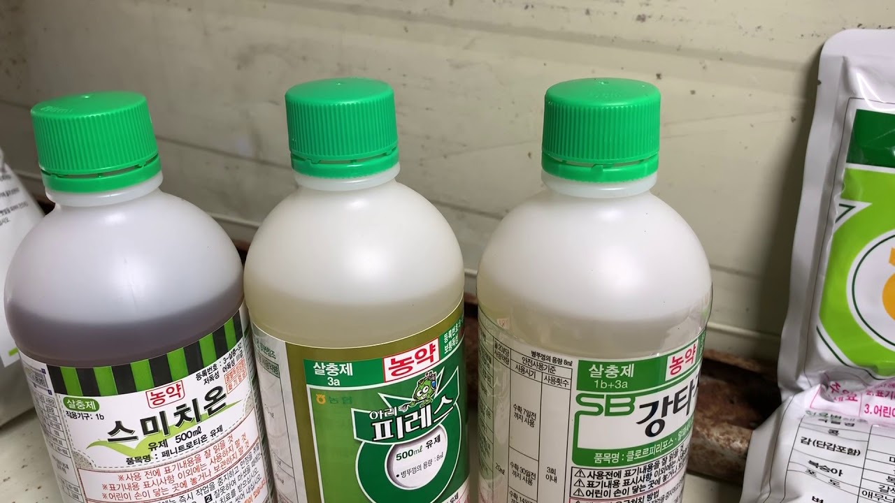 노린재 쉽게 잡을려면.먹노린재 잘잡는 농약