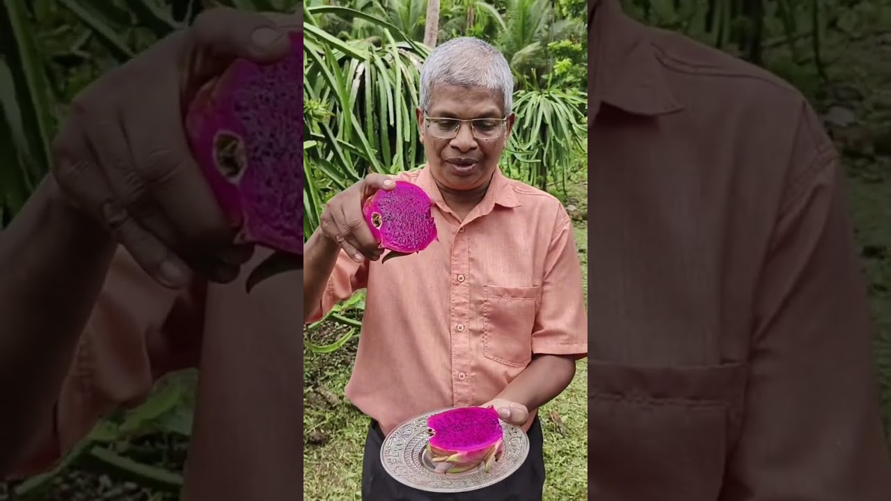 ഡ്രാഗൺ ഫ്രൂട്ട് ഒരു ഔഷധമോ...? ഡോക്ടർ പറയുന്നത് കേൾക്കൂ.....! #dragonfruit #food #fruit#gardening