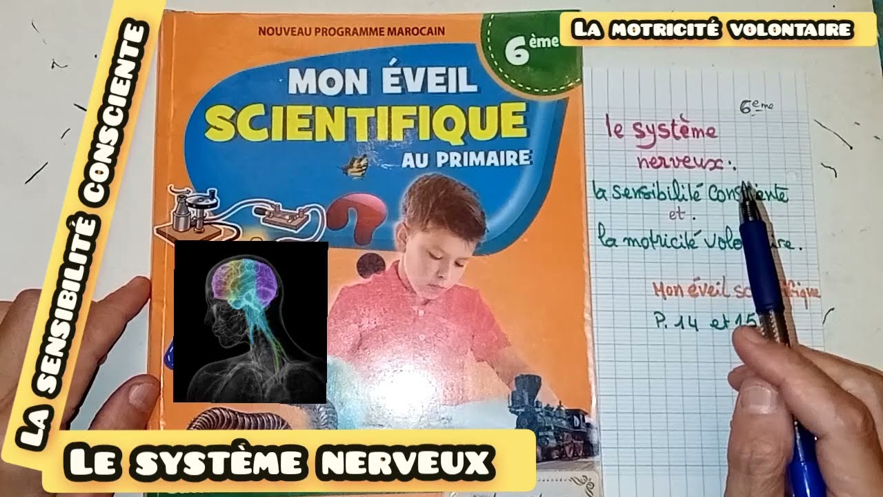 le système nerveux :(la sensibilité consciente et la motricité volontaire_6e.) :p. 14/15.
