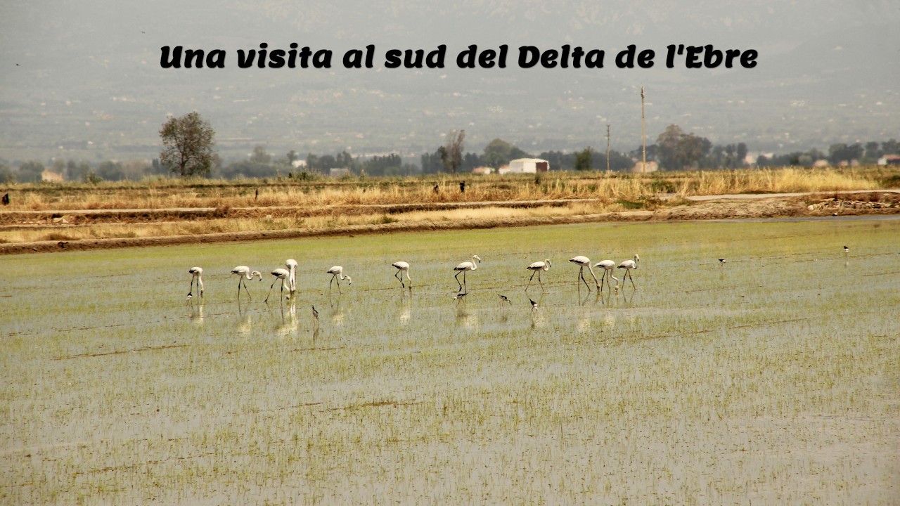 A visit to the southern Ebro delta, Catalonia, Spain