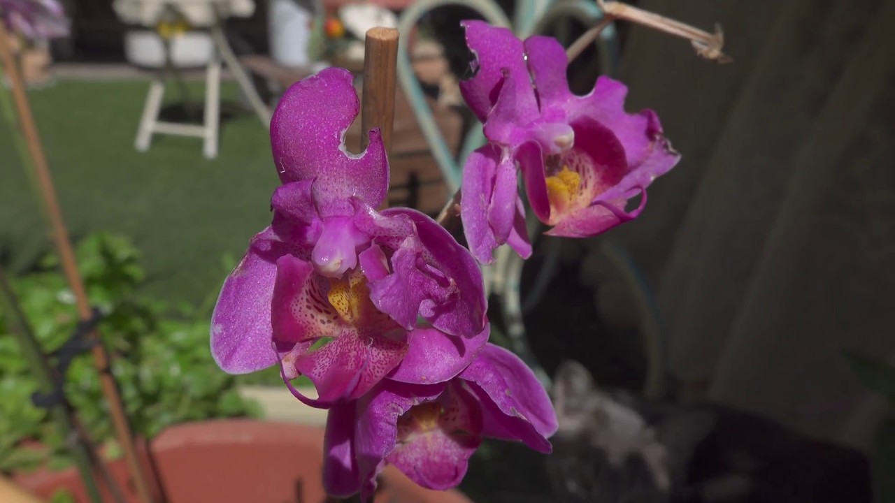 Sony RX100 M6 Test 4k HDR HLG