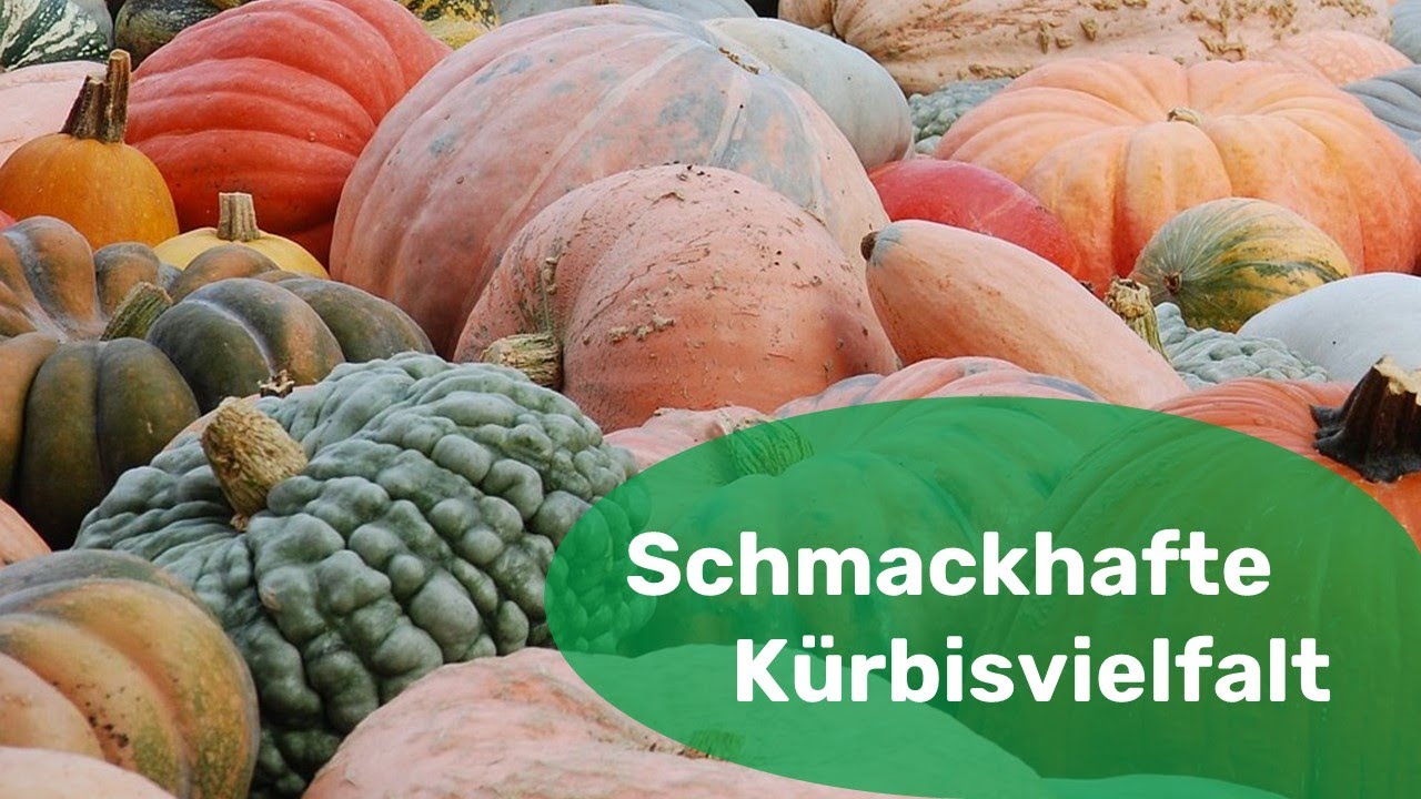 Kürbisvielfalt bei Tatgut: Gartenraritäten & alte Sorten