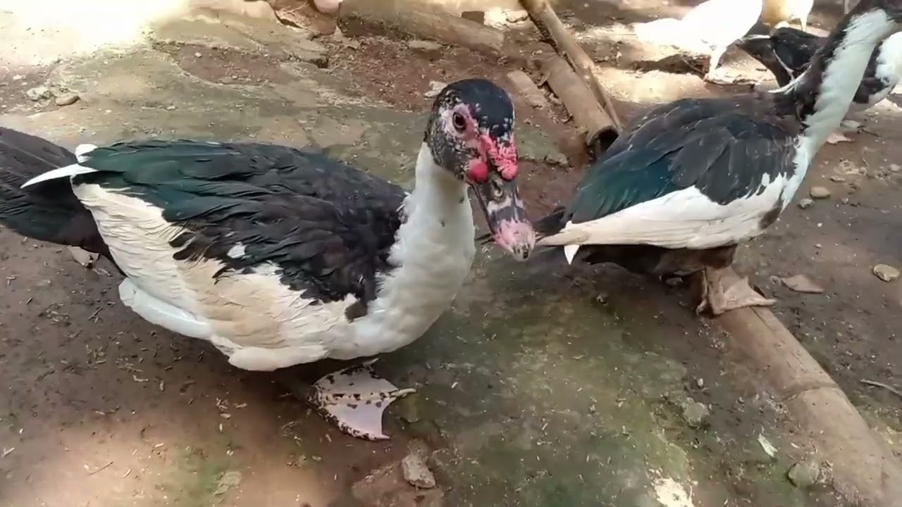 Peternakan ayam basur 