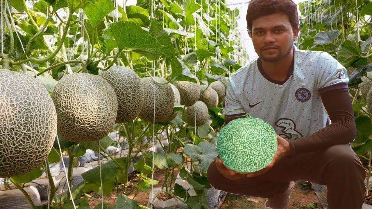 রক মেলন চাষ করে বাণিজ্যিক সফল হারুন - ১২ শতক জমিতে ৭৫ দিনে ১ লক্ষ টাকা আয় সম্ভাবনা - Rock Melon Farm