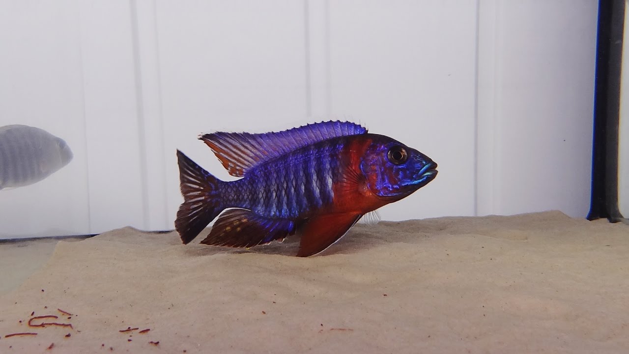 MALAWI CICHLIDS AULONOCARA RED BLUE SELECT
