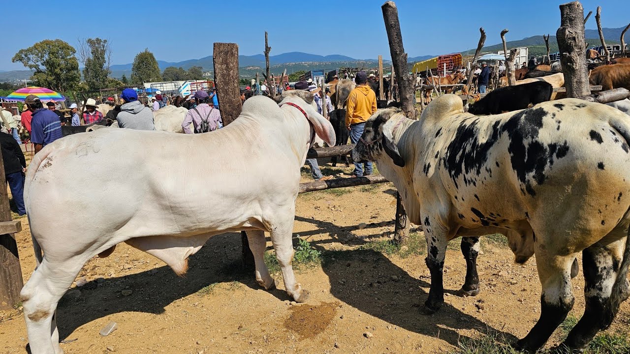 plaza ganadera san miguel etla oaxaca Toros de primera vacas burros becerros chivos pacas y mas