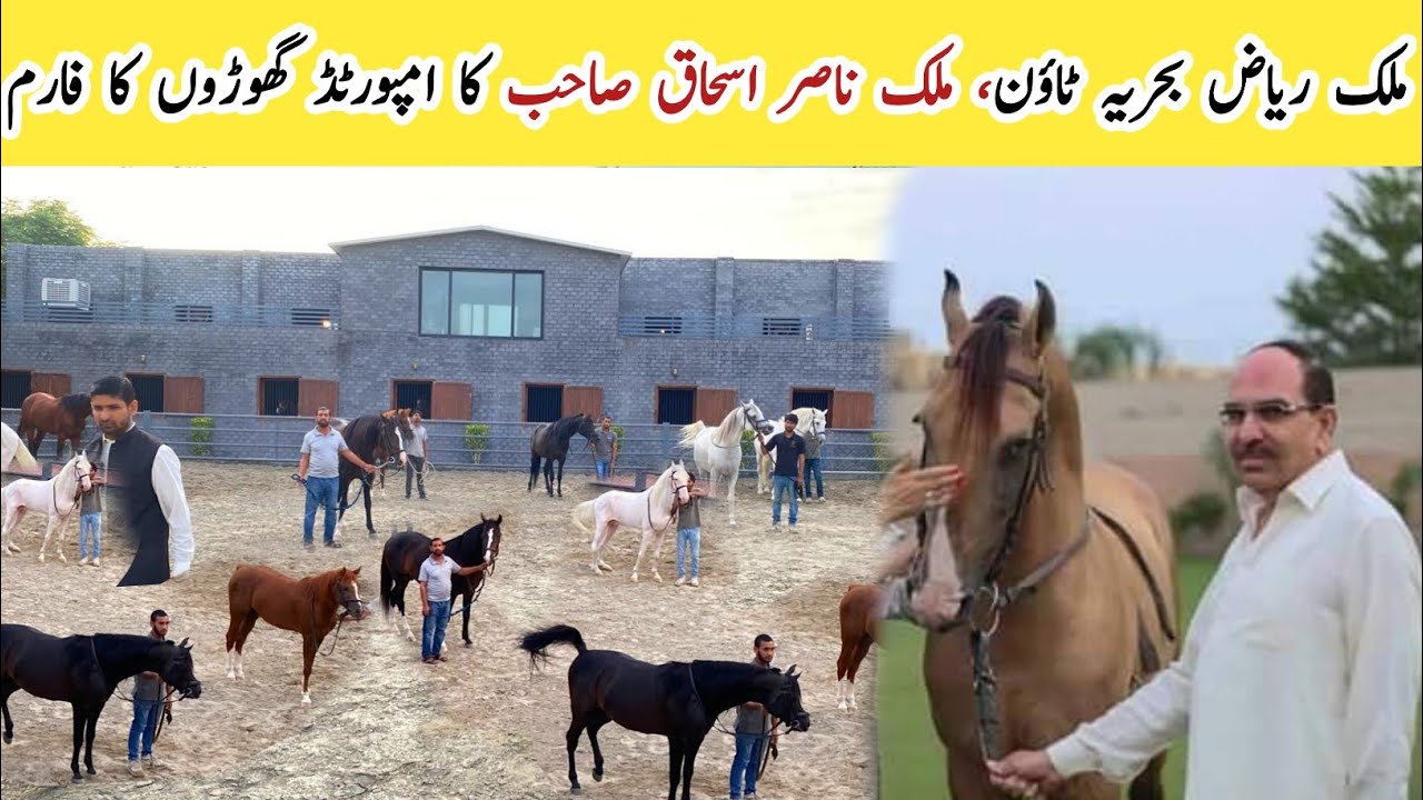 Imported Horses Stable of Malik Riaz Behria Town, Malik Nasir Ishaq Sb ll TM Stud Farm
