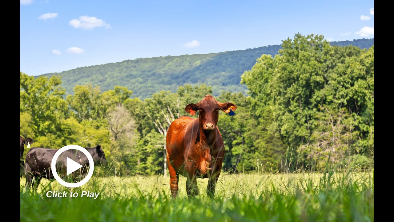 SOLD: 128± Acre North GA Farm • TODD HENON PROPERTIES