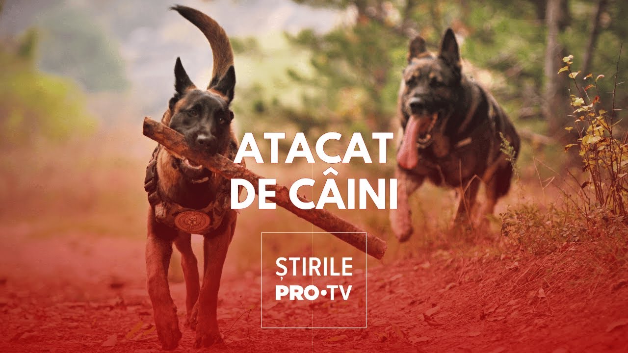 Un bărbat din Cluj a fost mușcat de o haită de câini, în timp ce încerca să-și apere fiica de 6 ani