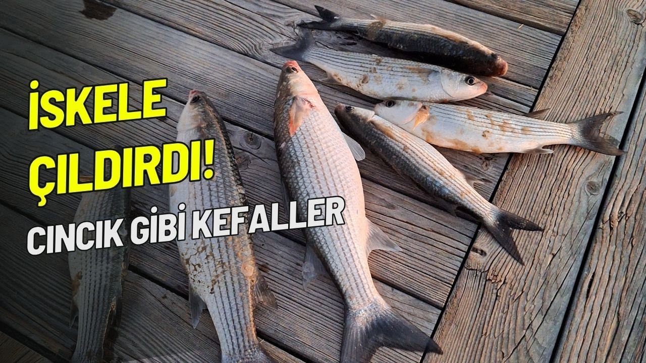 İskelede Kefal Avı  Mullet Fishing From The Pier