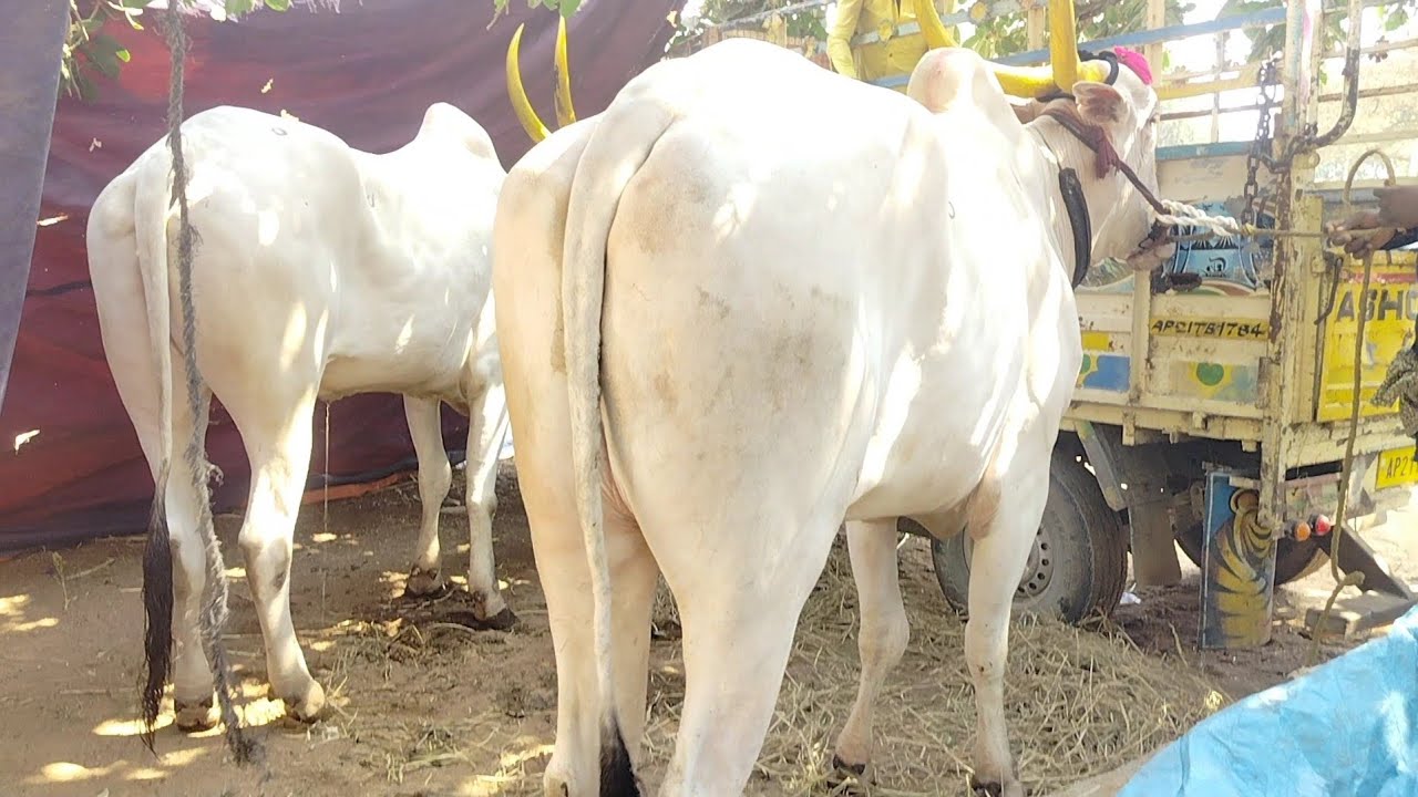 P kotakonda balaram gaari bulls #automobile #beautifulfolksong #movieclip #lovesong #cow 