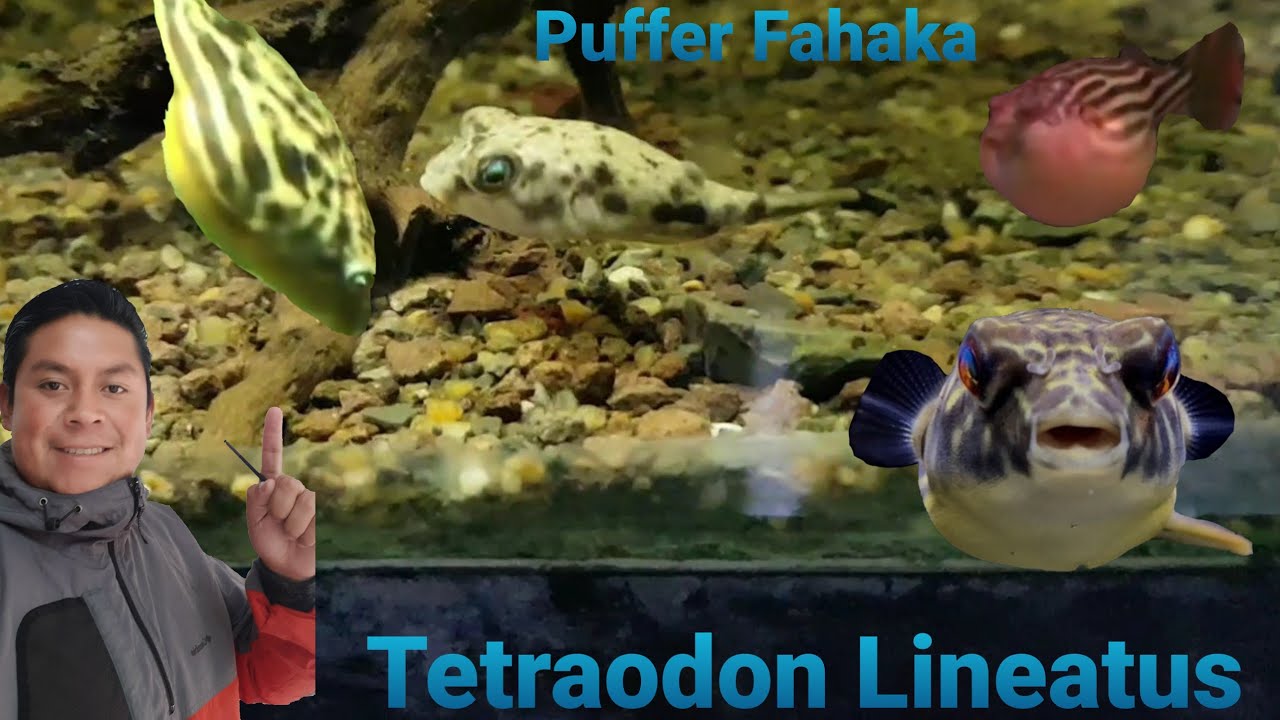 Puffer Fahaka (Tetraodon Lineatus)