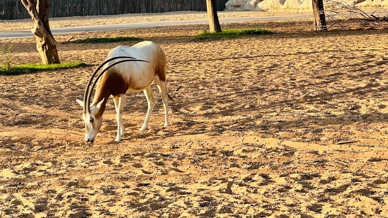 ಬಲೇ ಬಲೇ DUBAI SAFARI WORLD ಗ್ 😍(part 2)#tourist #tulunad #wildlife #tuluvlogs #dubai #fun #uae 