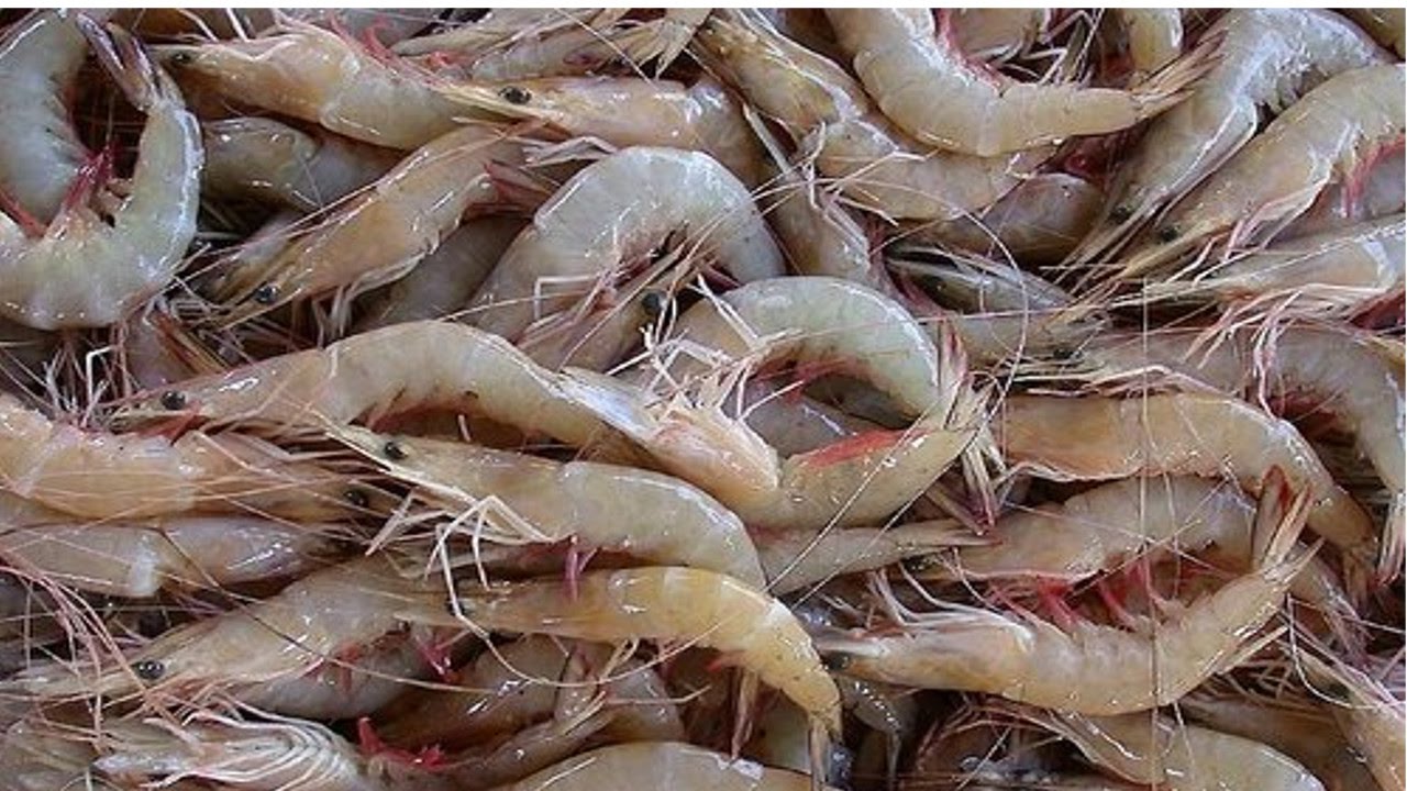 Curso Cultivo de Camarões Marinhos - Cursos CPT
