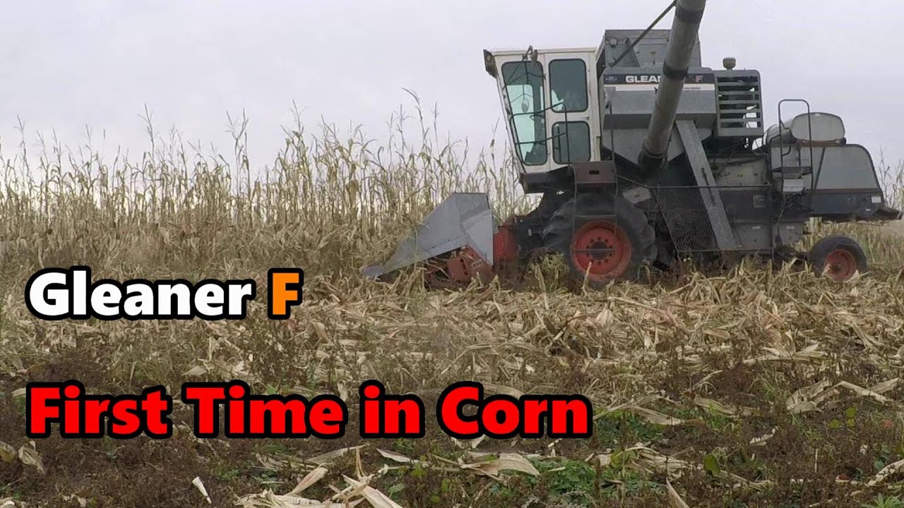 First Corn Harvest With the Gleaner F