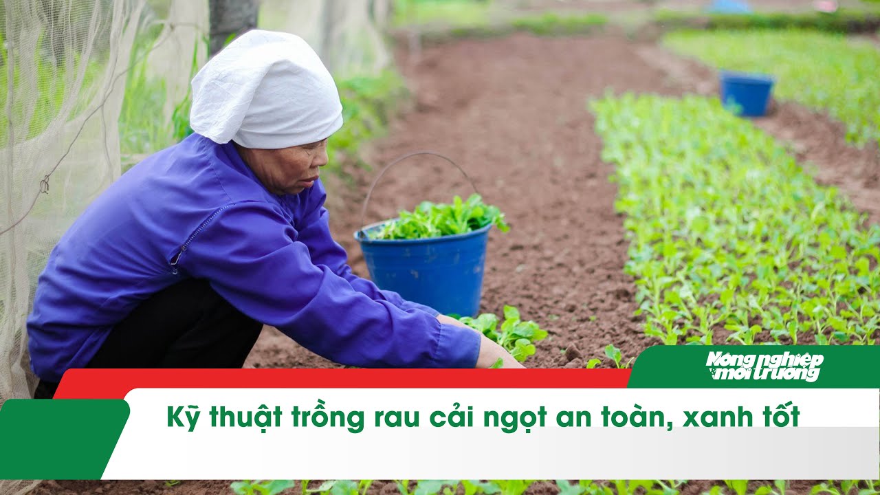 Kỹ thuật trồng rau cải ngọt an to&agrave;n, xanh tốt
