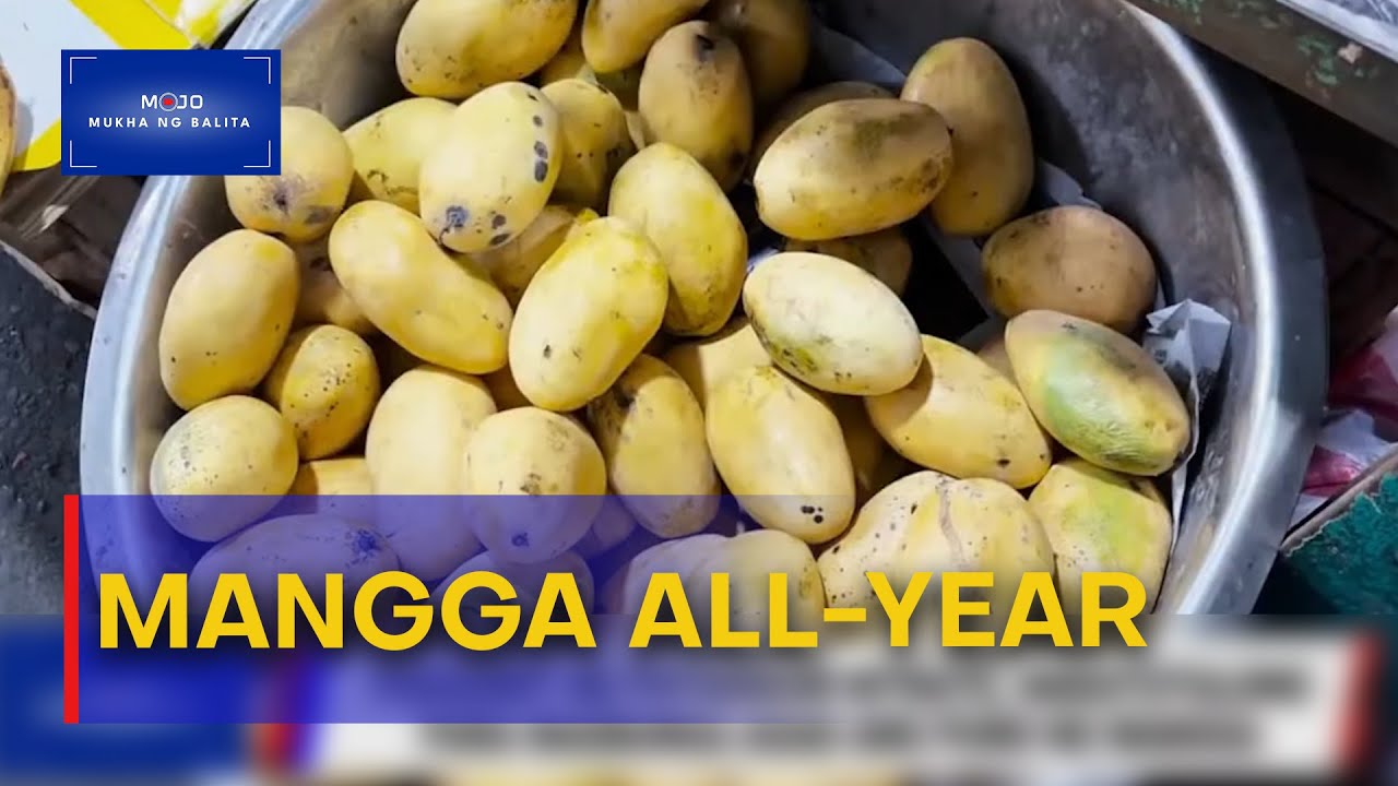 Paggamit ng potassium nitrate, nakakatulong para magbunga agad ang puno ng mangga | #MukhaNgBalita