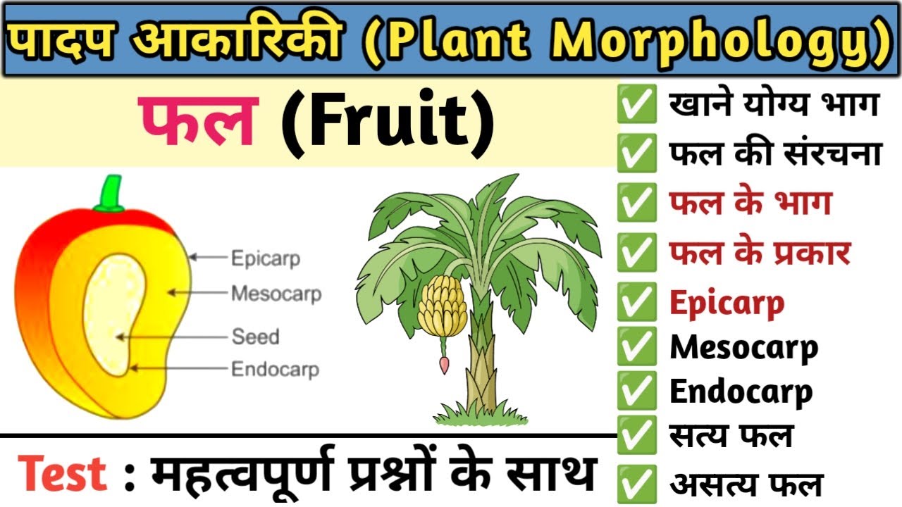 फल (Fruits) | फलों के प्रकार | सत्य फल | असत्य फल | Plant morphology | Botany | Study vines official