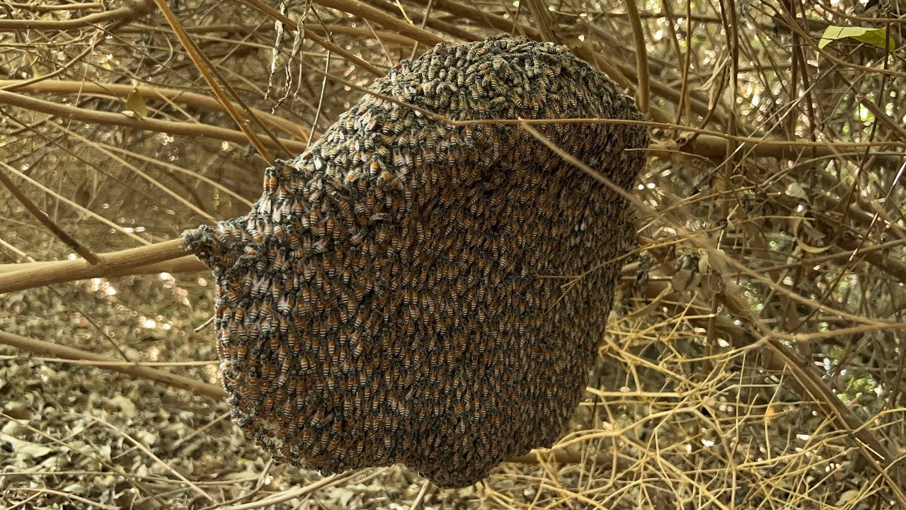 Honey Harvesting Tips | Easy & Safe Way to Collect Natural Honey from Tree