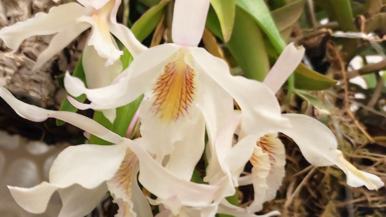 Dendrobium Jairak Chaste.