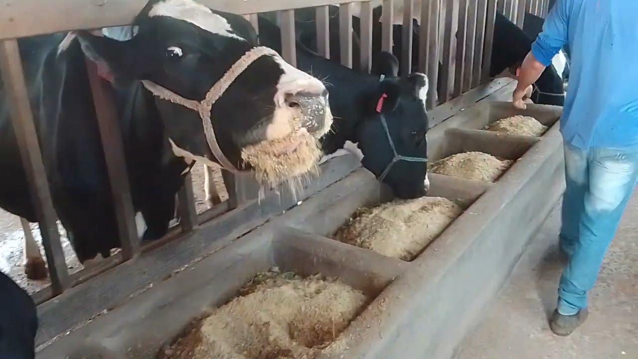 Coloquei CEVADA na dieta das vacas. Será que FUNCIONA??