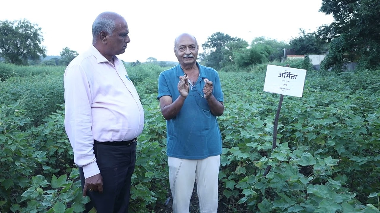 A ॲग्रोव्हिजन नागपुर व Nuziveedu बन्नी कापूस  बियाणे  अर्जुना ता  जिल्हा यवतमाळ कापसाची अतीघन लागवड